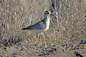 Plover, Pacific Golden, 2007-01195805 Guadalupe, CA